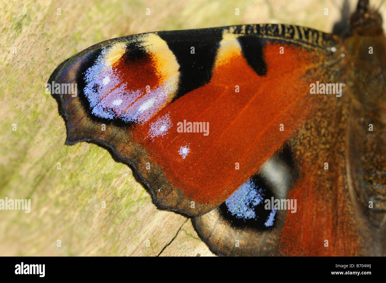 Peacock Butterfly Inachis io close up of wing showing eyespots Oxfordshire UK Stock Photo
