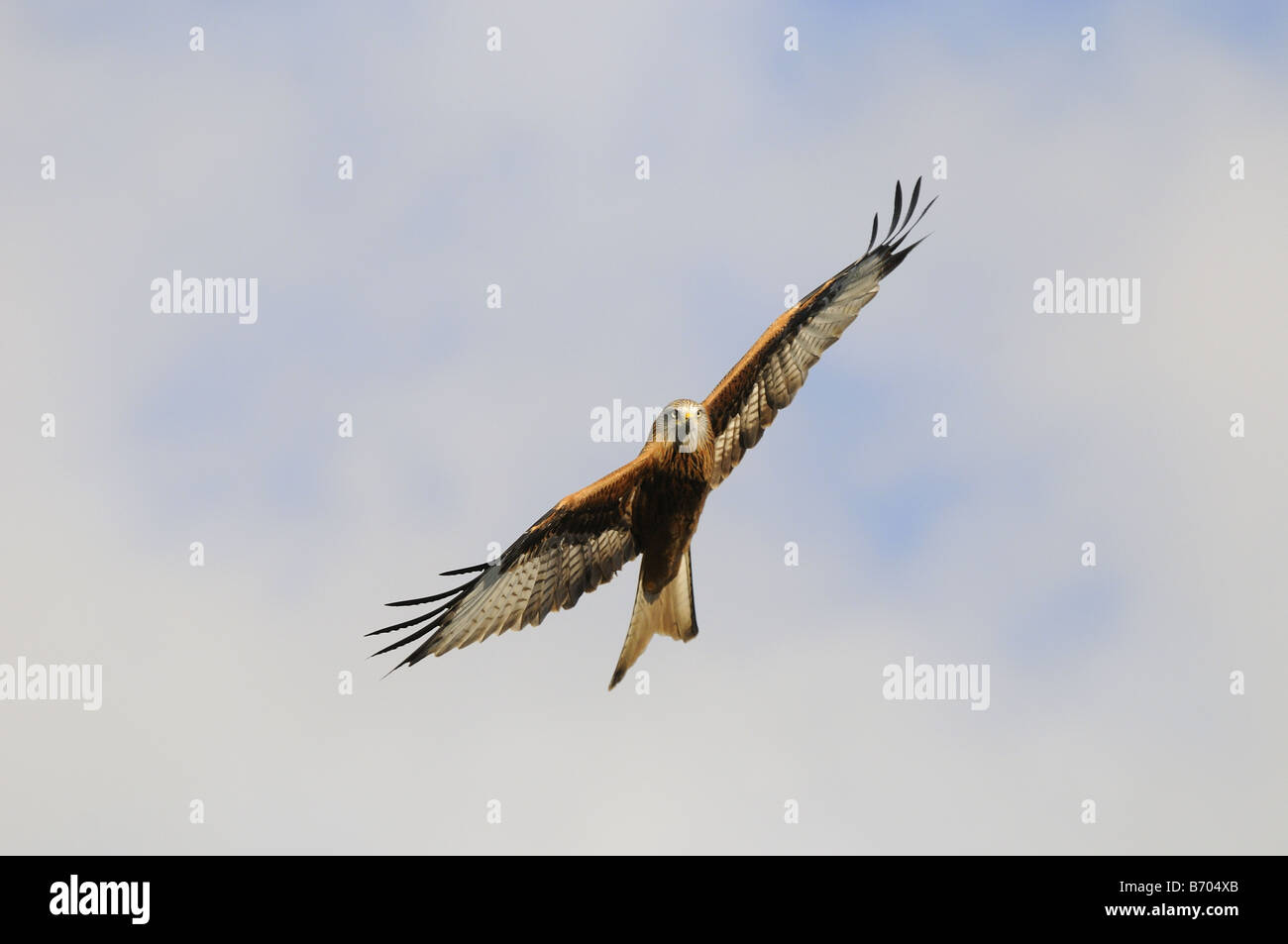 Red Kite Milvus milvus in flight Oxfordshire UK Stock Photo
