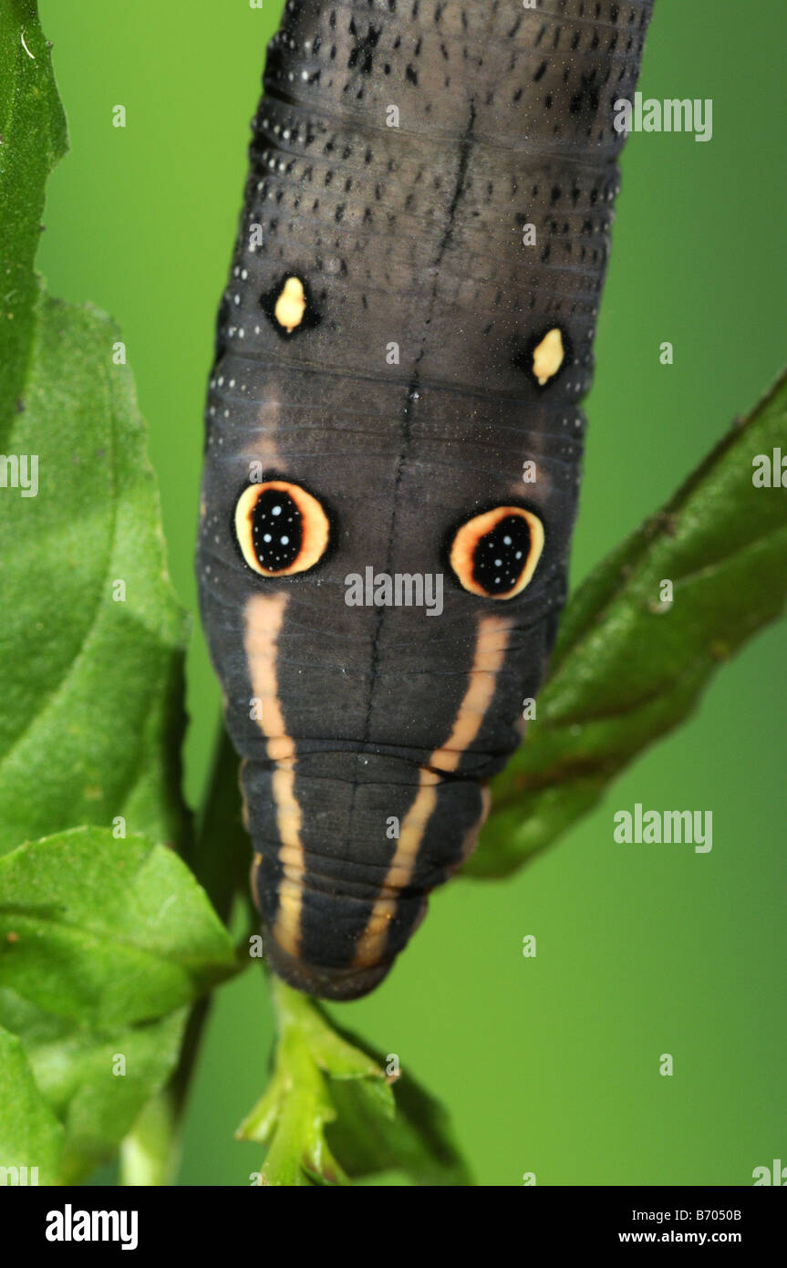 Silver striped Hawkmoth Hippotion celerio larva or caterpillar showing eyespots behind the head captive bred UK Stock Photo