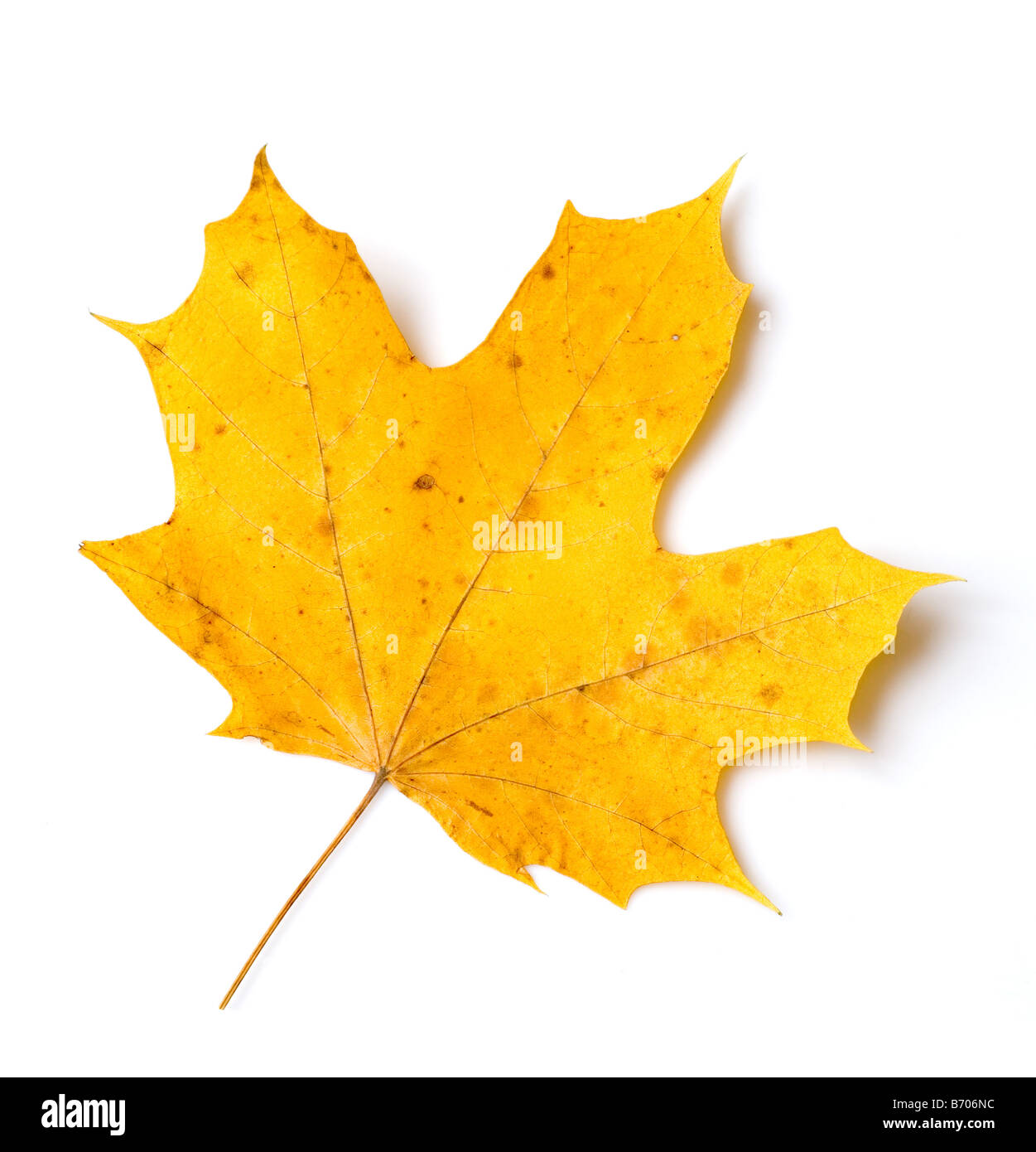 yellow maple leaf over white background Stock Photo