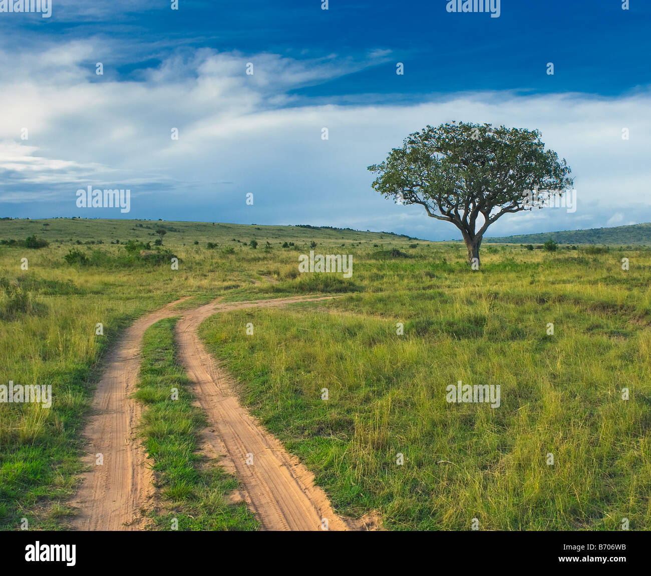 Tree landscape with nature hi-res stock photography and images - Alamy