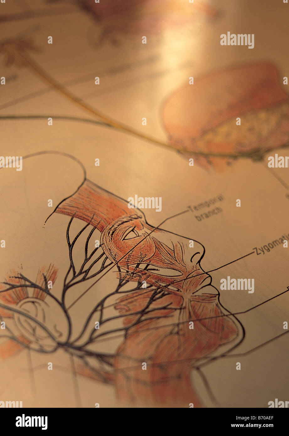 illustration within textbook Stock Photo - Alamy