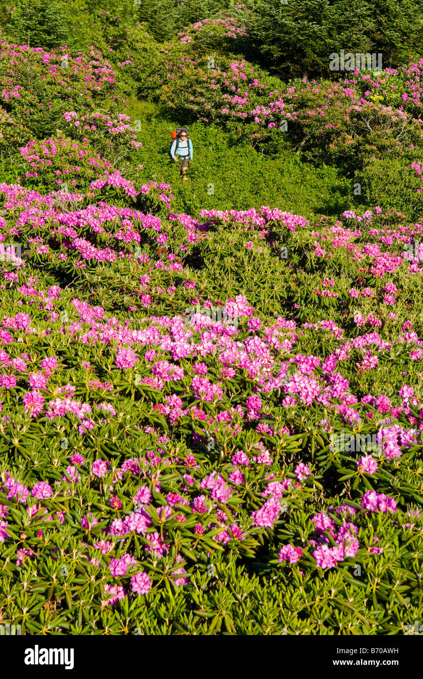 Woman hiking through rhododendrons at Roan Mountain State Park, North