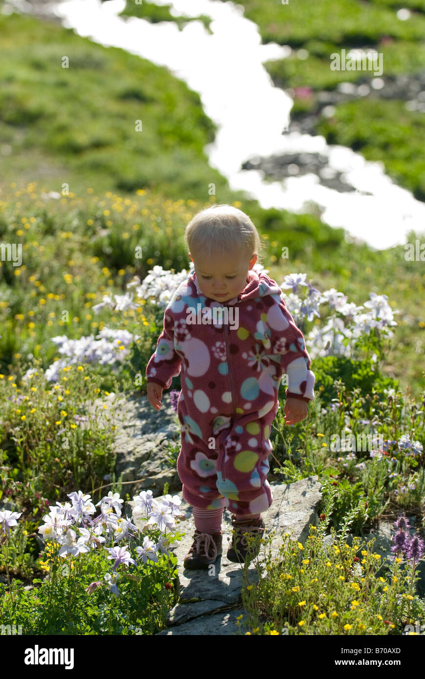 Baby walking through columbine flowers, San Juan National Forest, Colorado (backlit). Stock Photo
