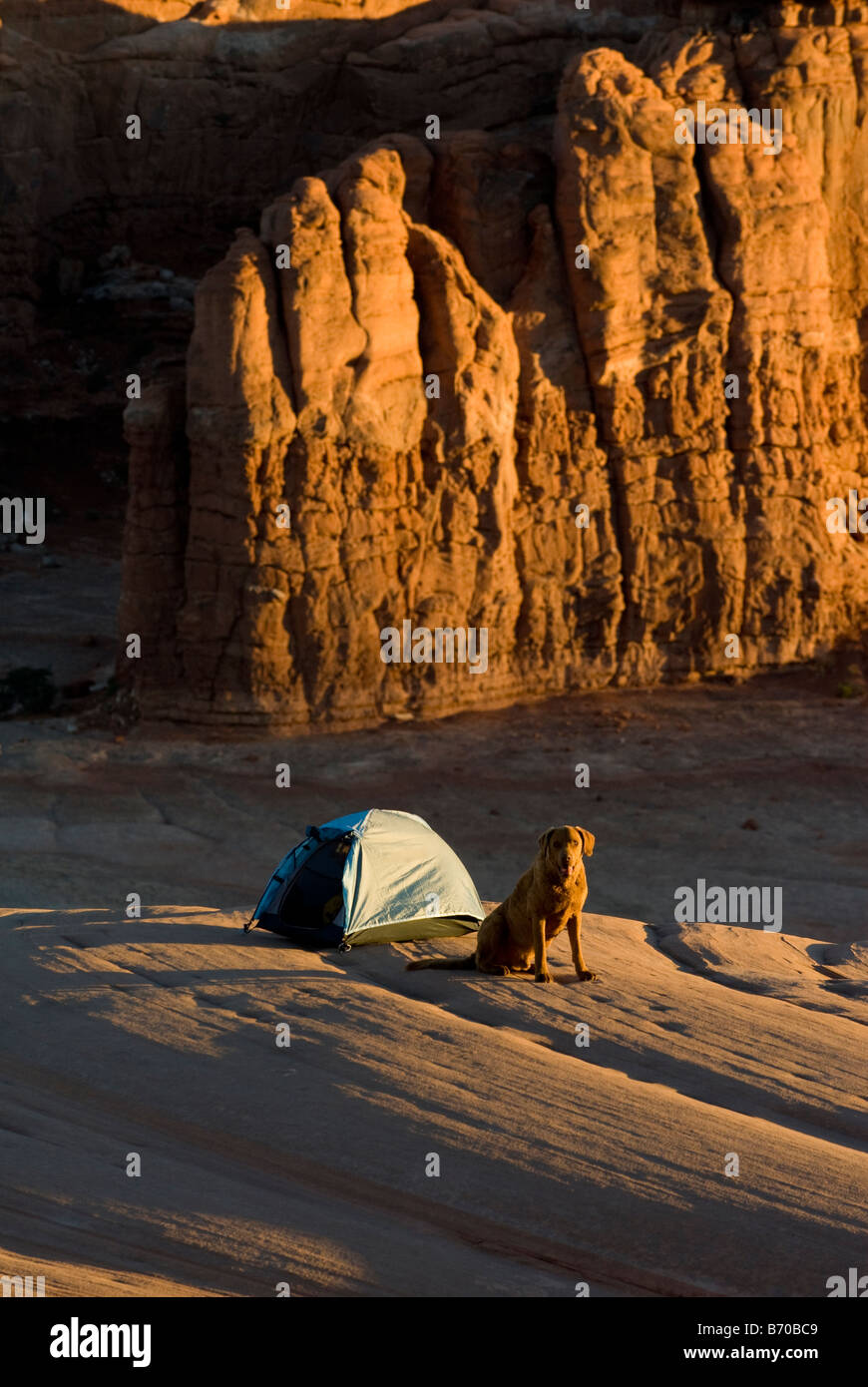 Dog sitting next to tent, Moab, Utah Stock Photo Alamy