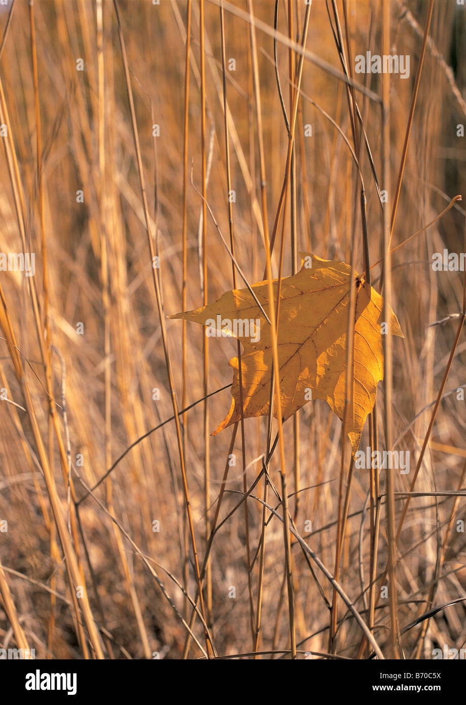Weeds leaf hi-res stock photography and images - Alamy