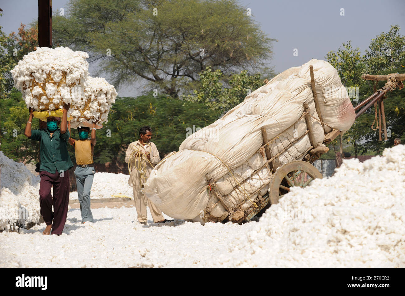 INDIA, Madhya Pradesh, Indore , Mahima ginning factory for fair trade and organic cotton, worker carry raw cotton in basket Stock Photo