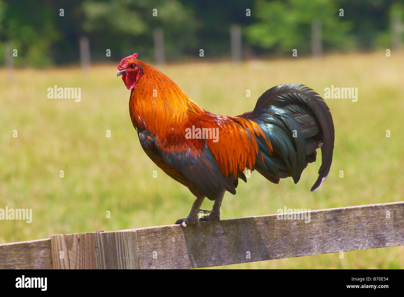 A young rooster perched on a fence in the barnyard at Gunston Hall Plantation Mason Neck Virginia Stock Photo