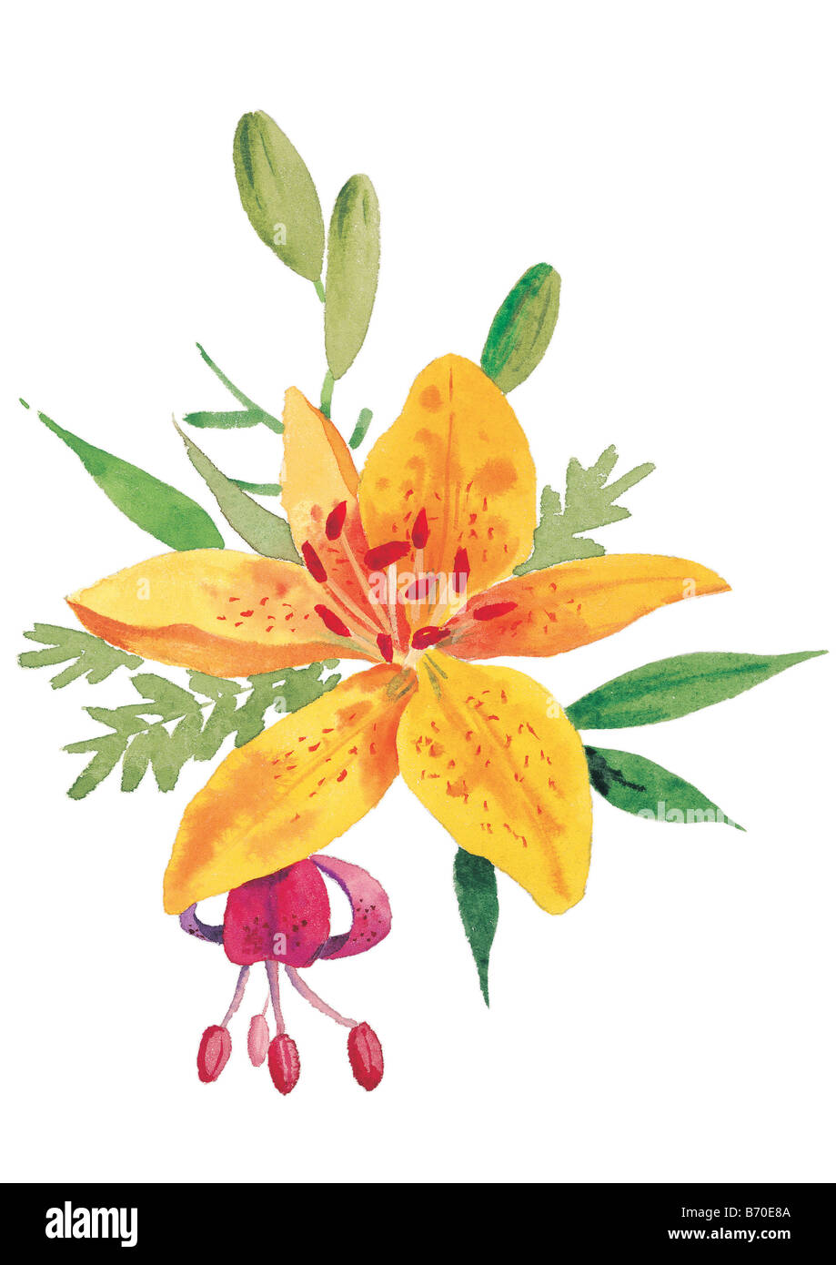 yellow lily blossom Stock Photo Alamy