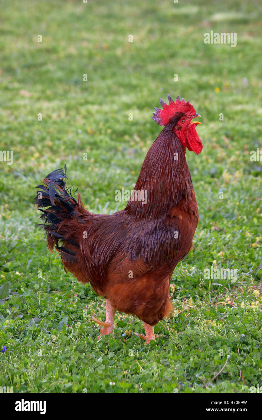 A crowing red rooster in the barnyard at Shirley Plantation Charles City Virginia Stock Photo