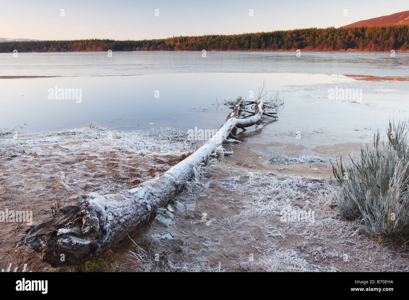 A Frozen Loch Morlich with Hoar Frosted Tree Cairngorms Scotland Stock Photo