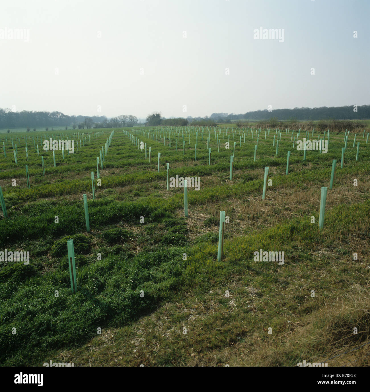 Tree tubes planting hires stock photography and images Alamy