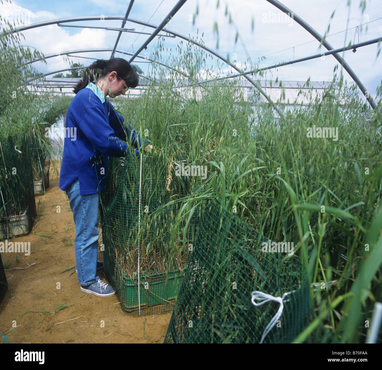 Research technician in outdoor cage looking at experiment measuring herbicide resistance in grasses Stock Photo