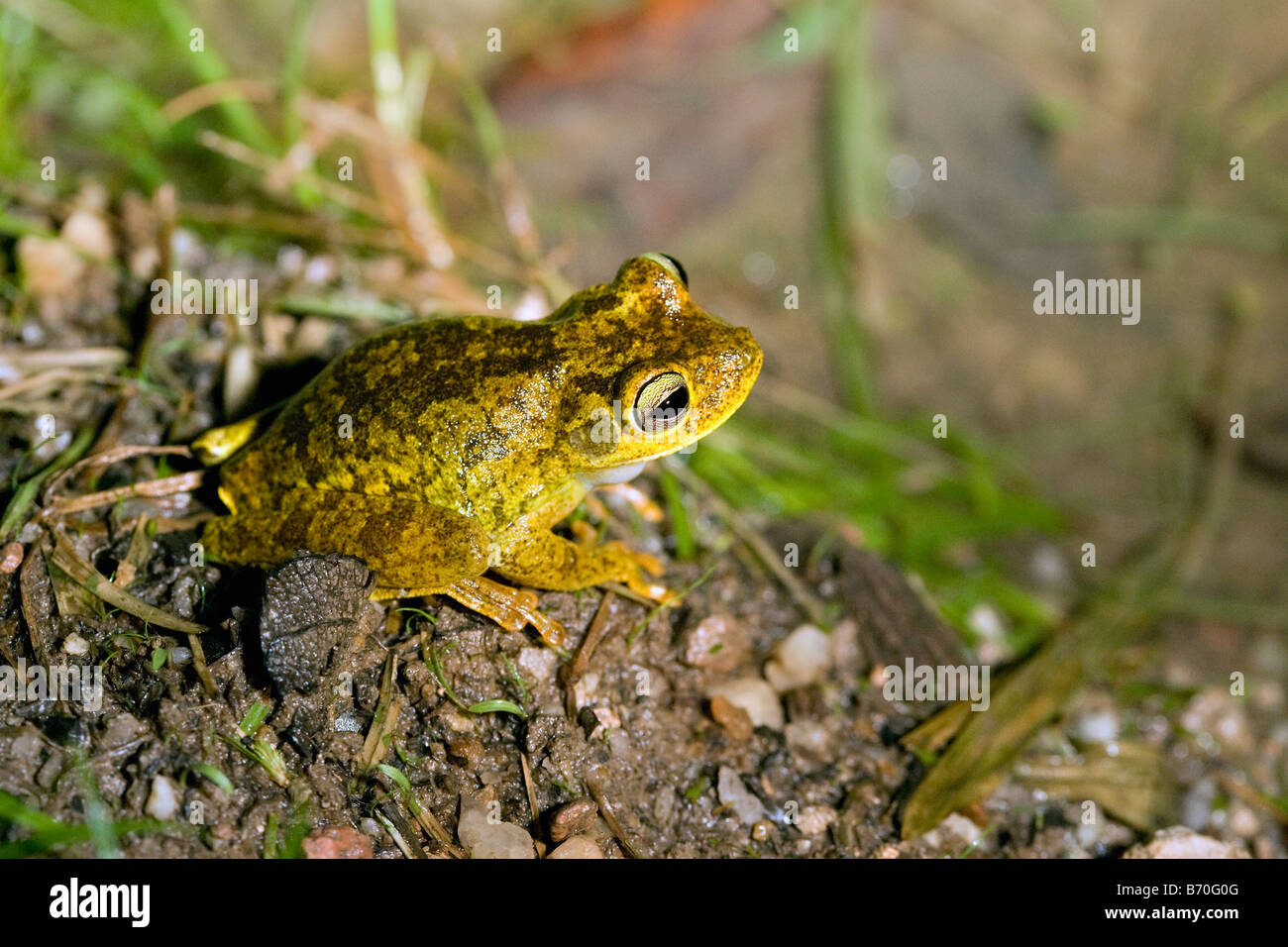 Suriname, Brownsweg, Brownsberg National Park. Frog. Family: Eleutherodactylus. Just discovered species. Stock Photo