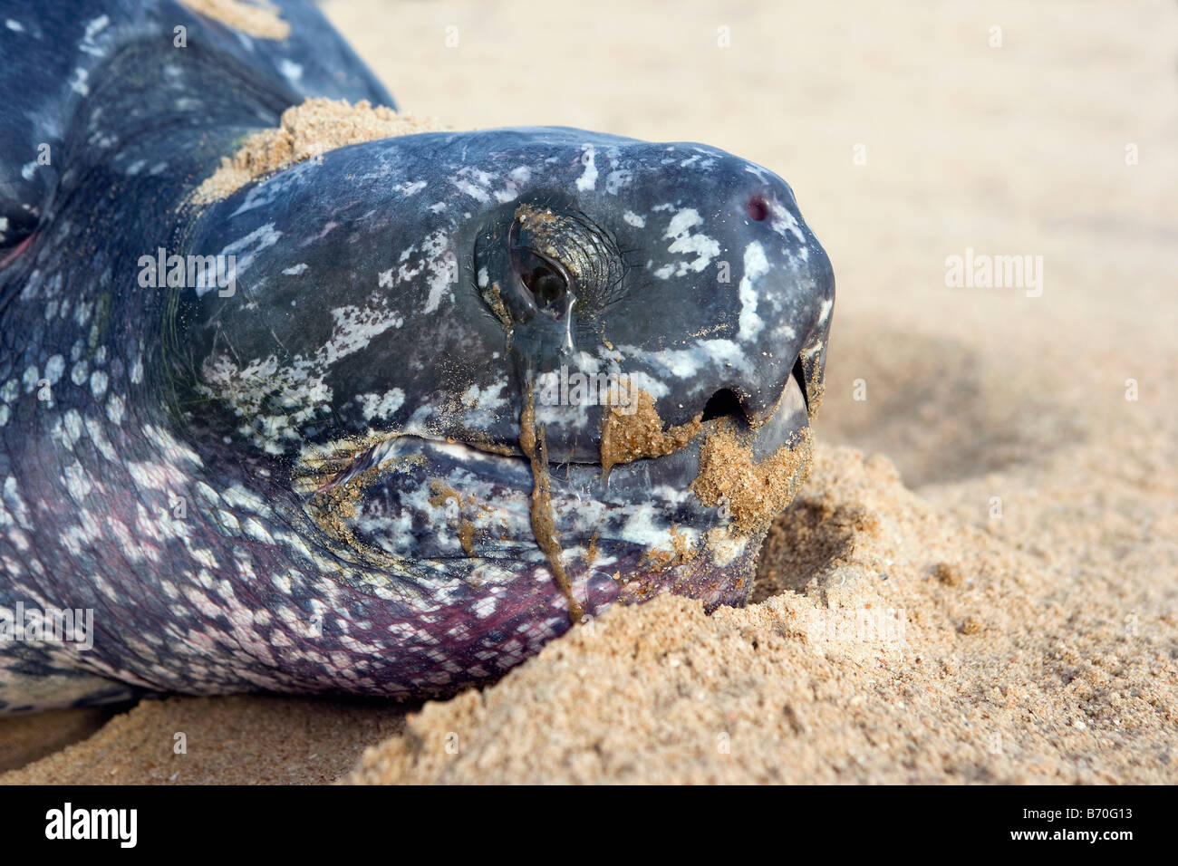 Suriname, Matapica National Park. Leatherback turtle. Close-up of head. (Dermochelys coriacea). Stock Photo