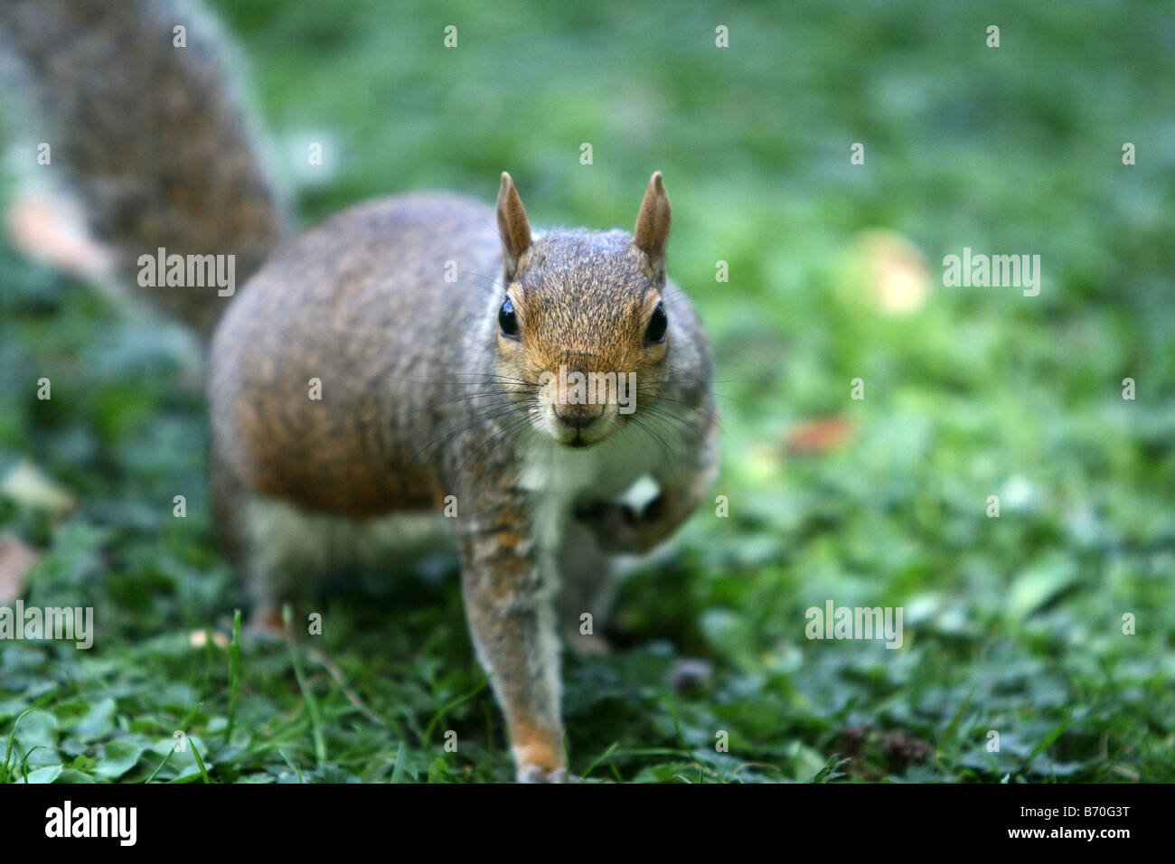 Squirrel staring directly into the camera lens in st park hires stock