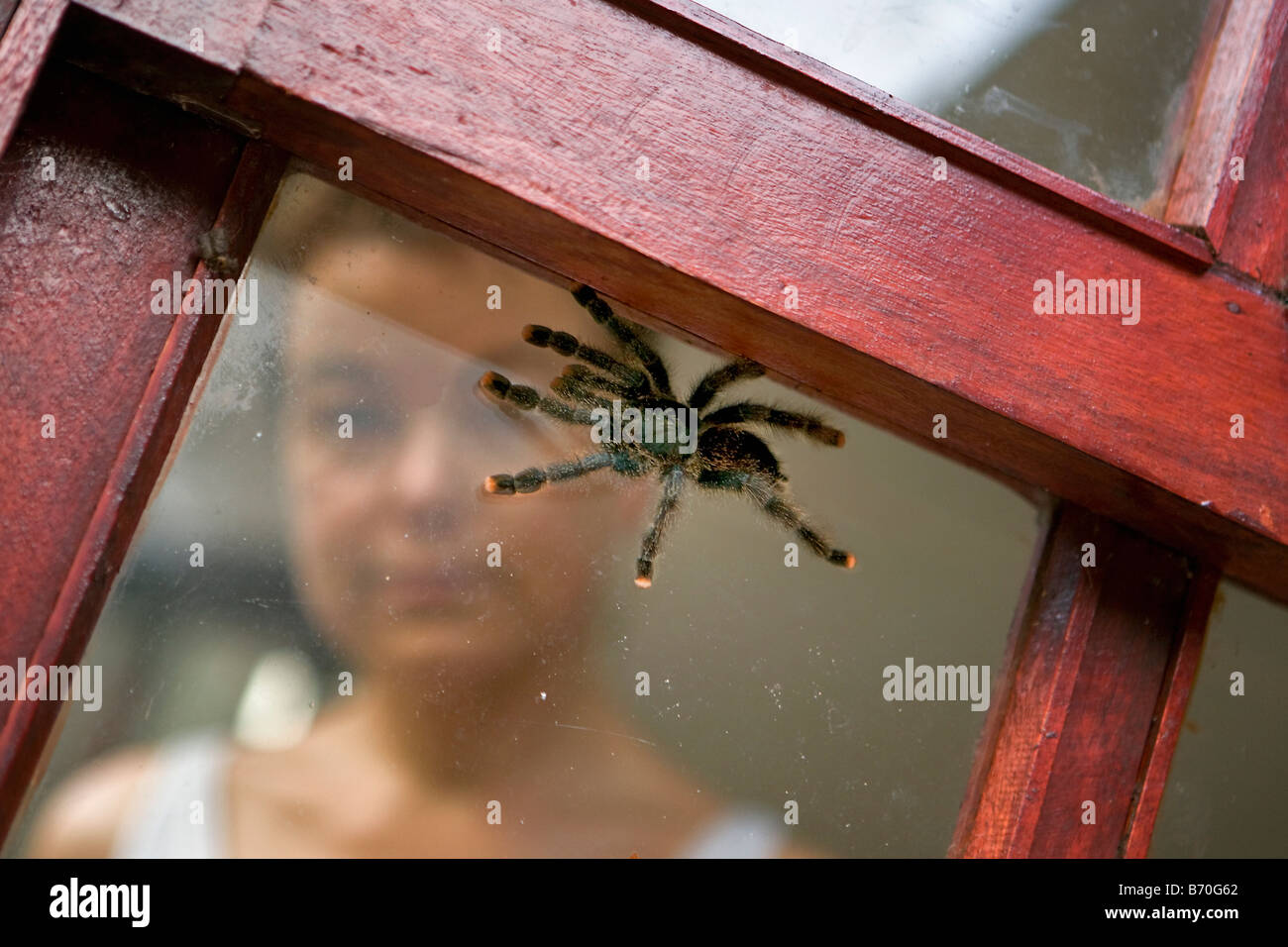 Suriname, Brownsweg, Brownsberg National Park. Woman looking at Tarantula , Avicularia Metallica. Stock Photo