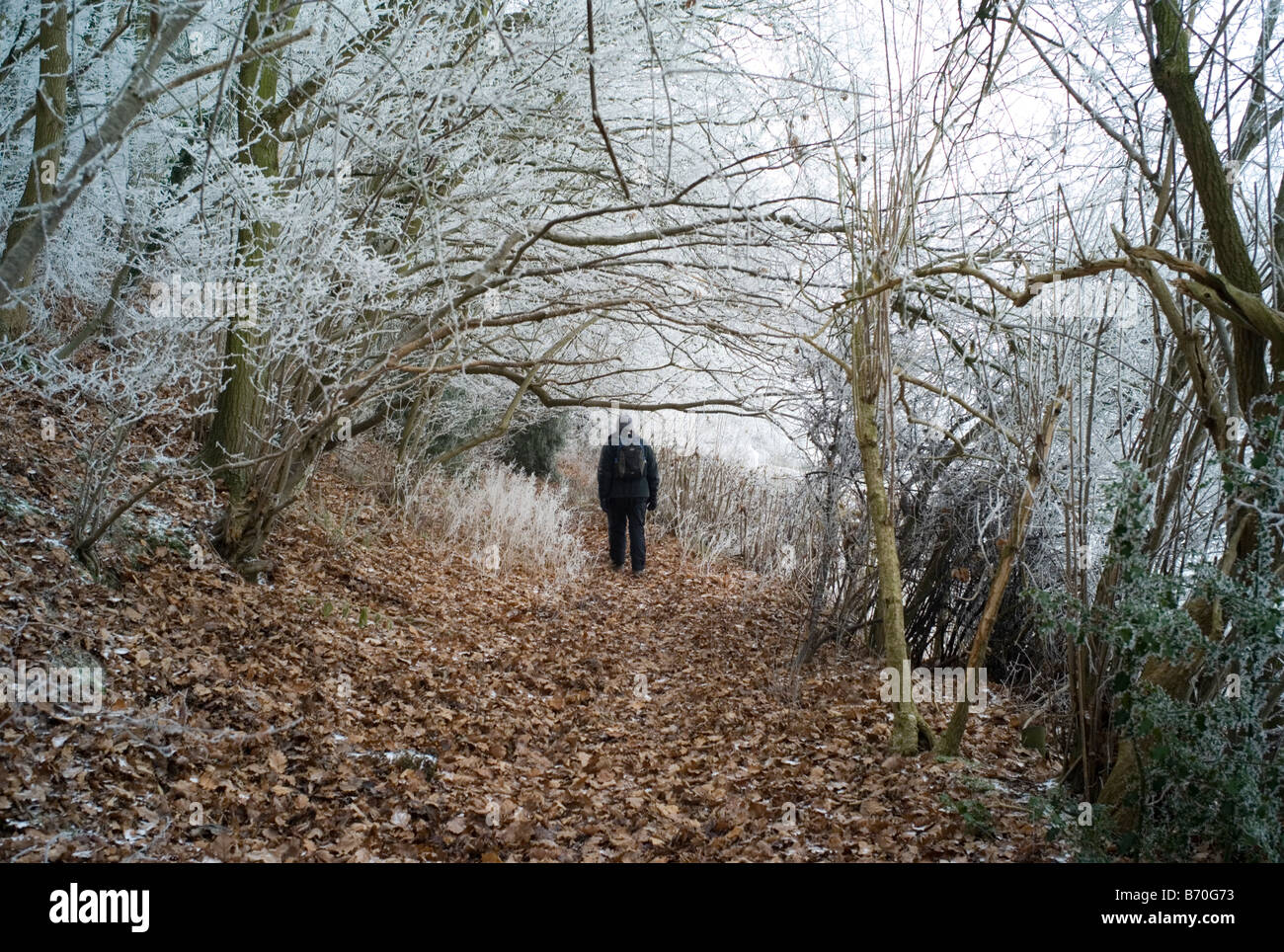 Solitary figure in winter woodland, UK Stock Photo