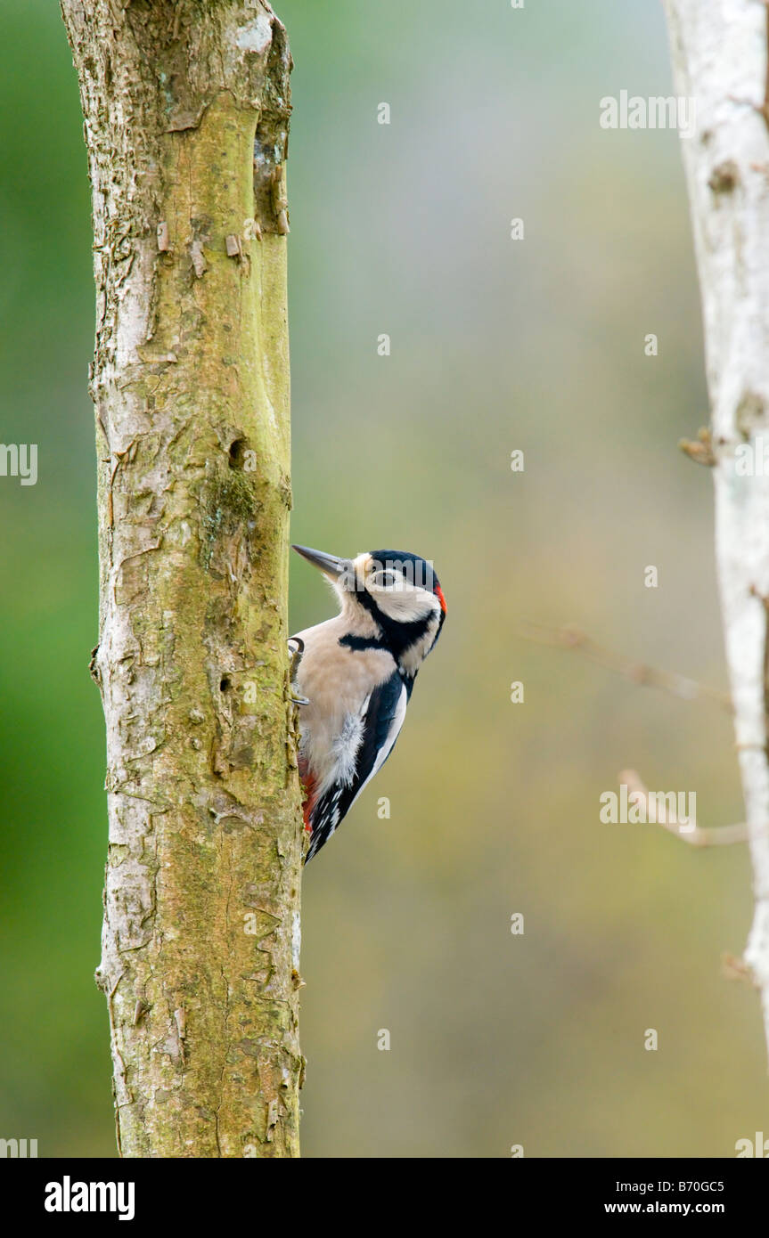 Great Spotted Woodpecker clinging to tree trunk Stock Photo