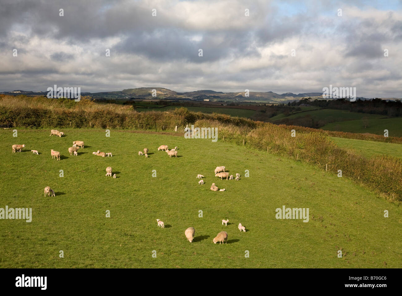 sheep kestle farm st austell granite beyond Stock Photo