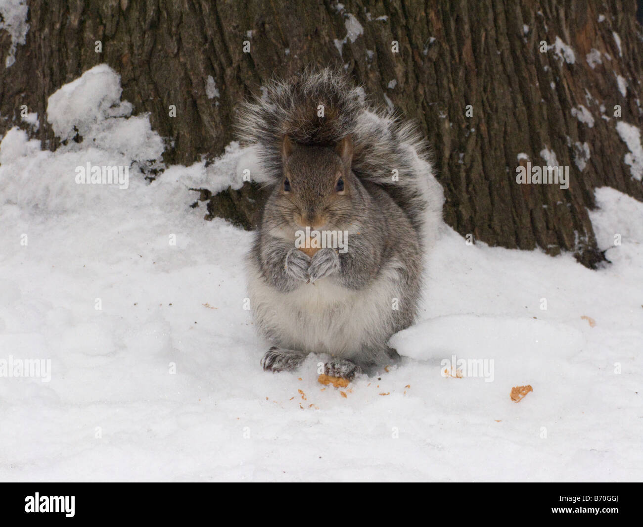 Cute Squirrel eating in the snow, staring right at the camera Stock Photo