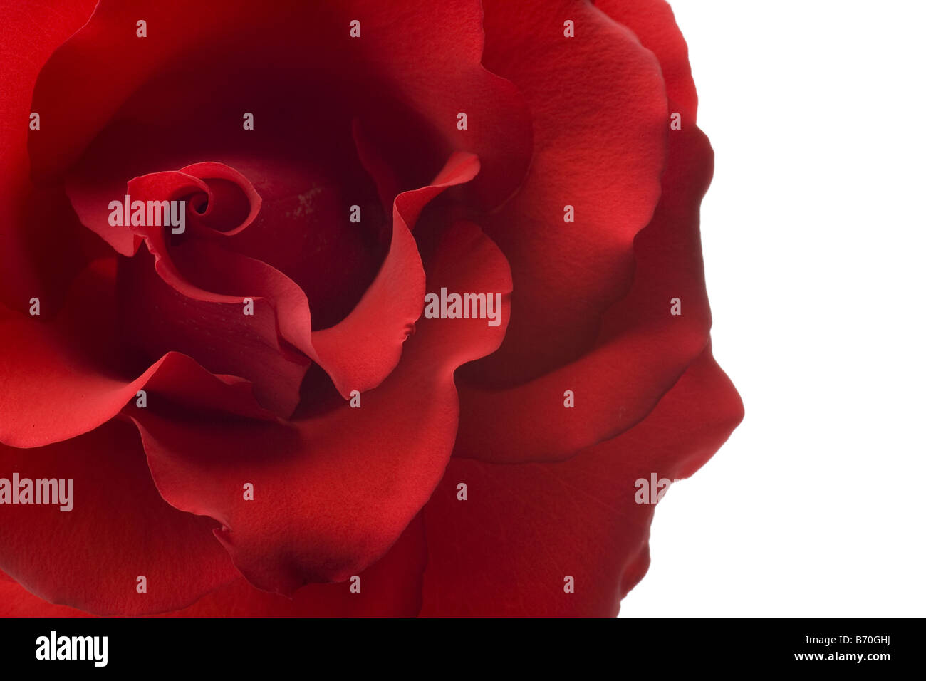 red rose closeup isolated on white background Stock Photo - Alamy
