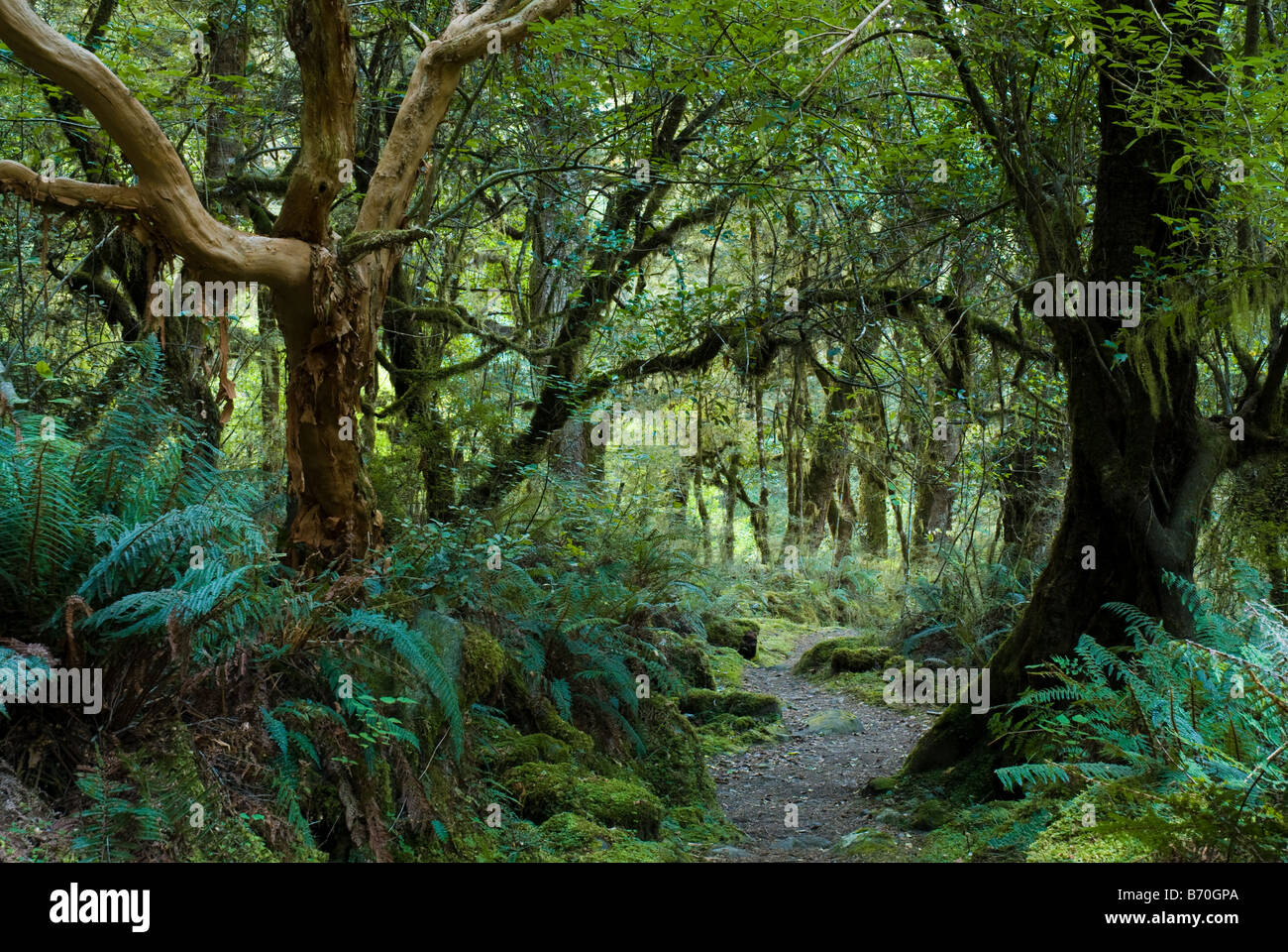 primeval forest on kepler track fiordland new zealand Stock Photo