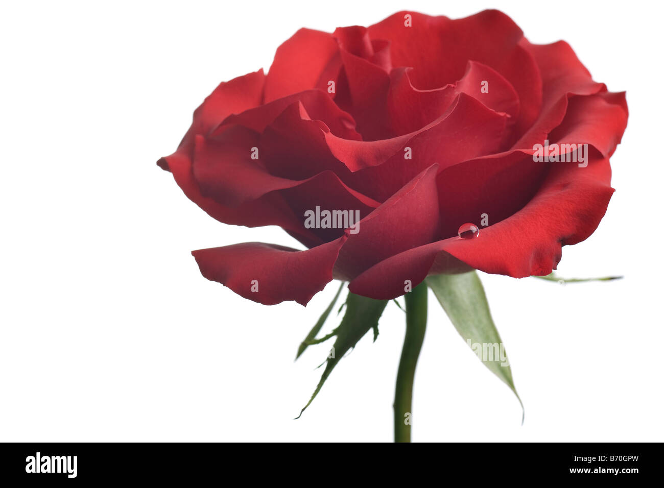 red rose closeup isolated on white background Stock Photo - Alamy