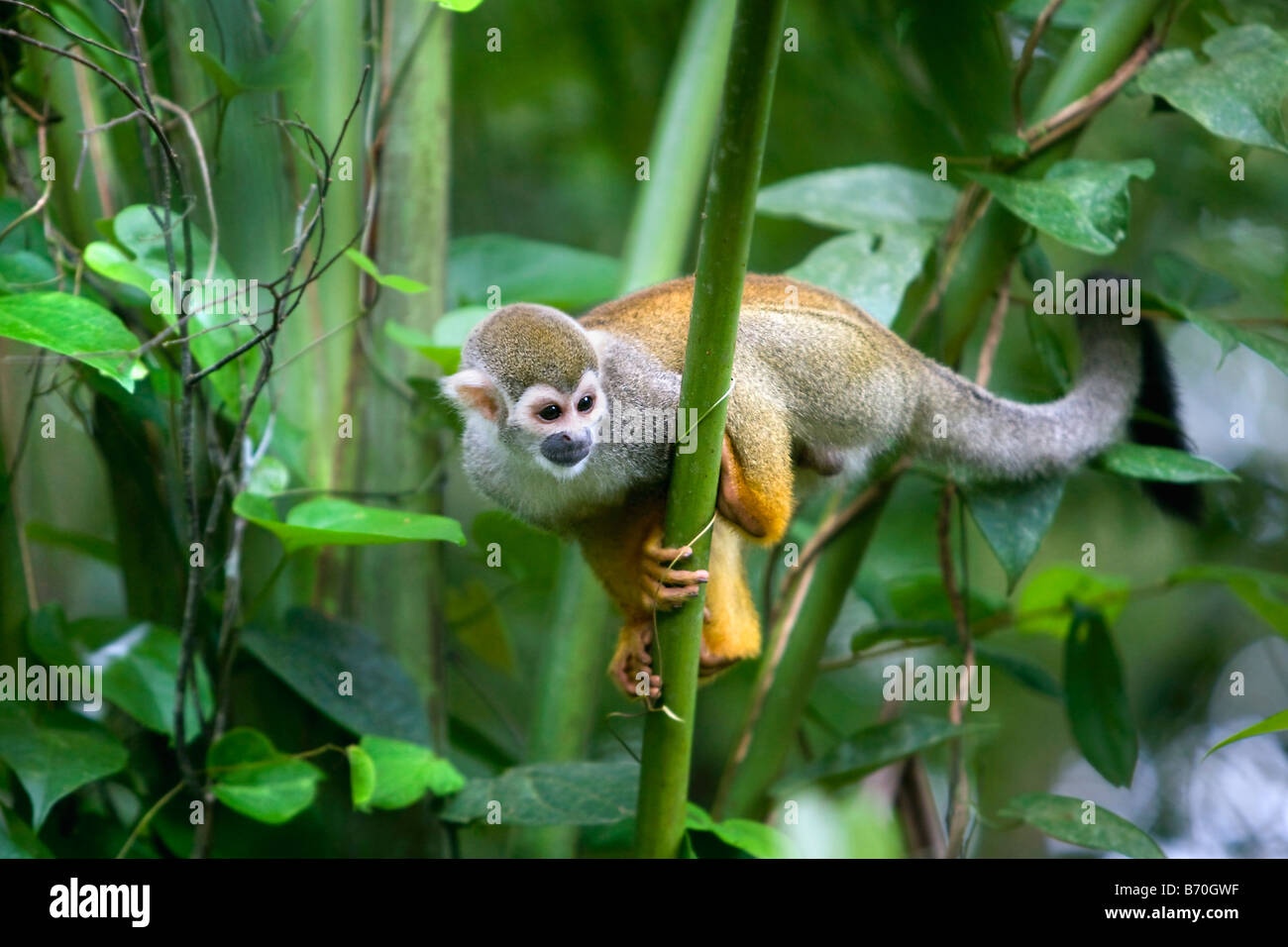 Suriname, Laduani, at the bank of the Boven Suriname river. Squirrel monkey (Saimiri sciureus sciureus). Stock Photo