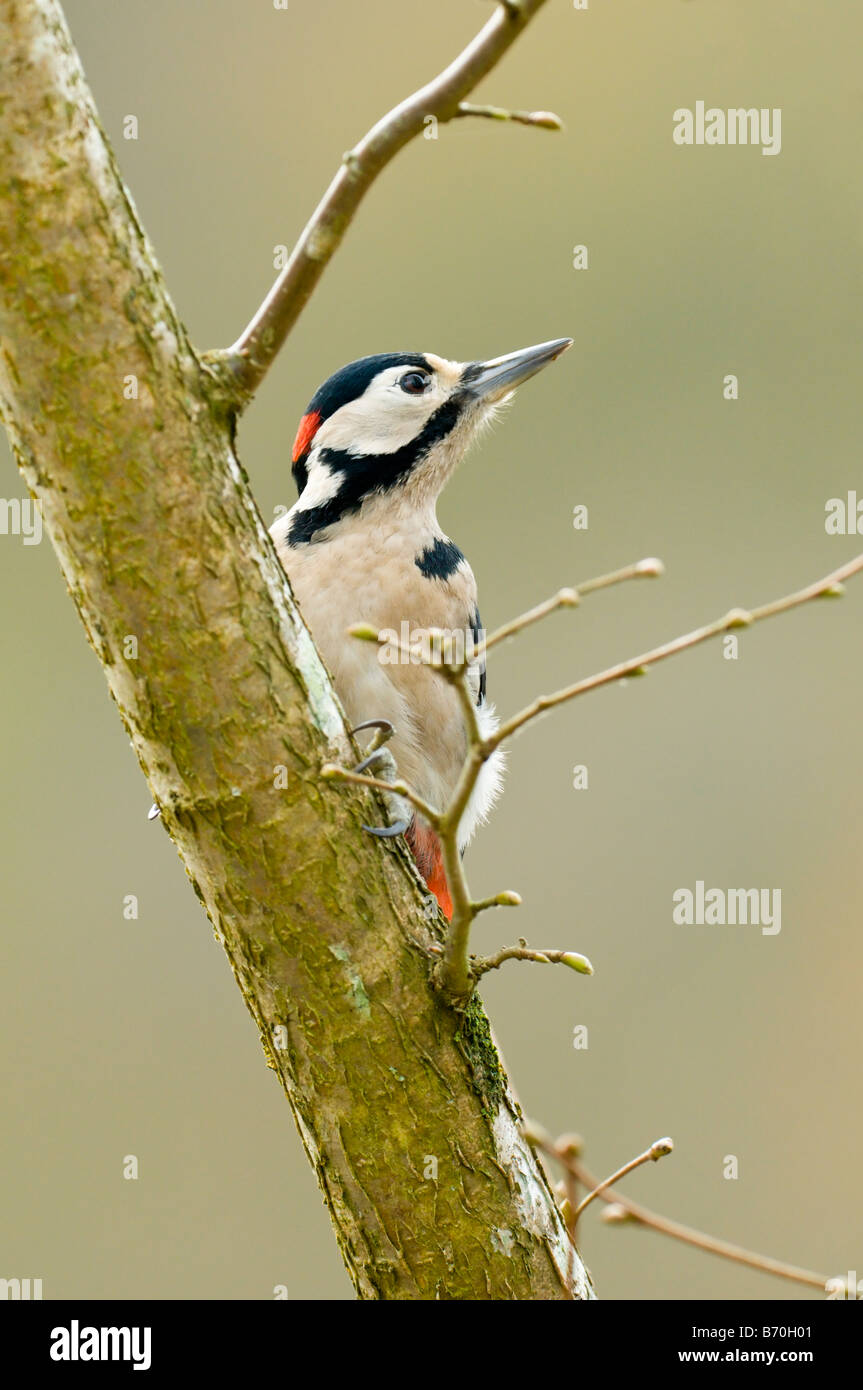 Great Spotted Woodpecker clinging to tree trunk Stock Photo