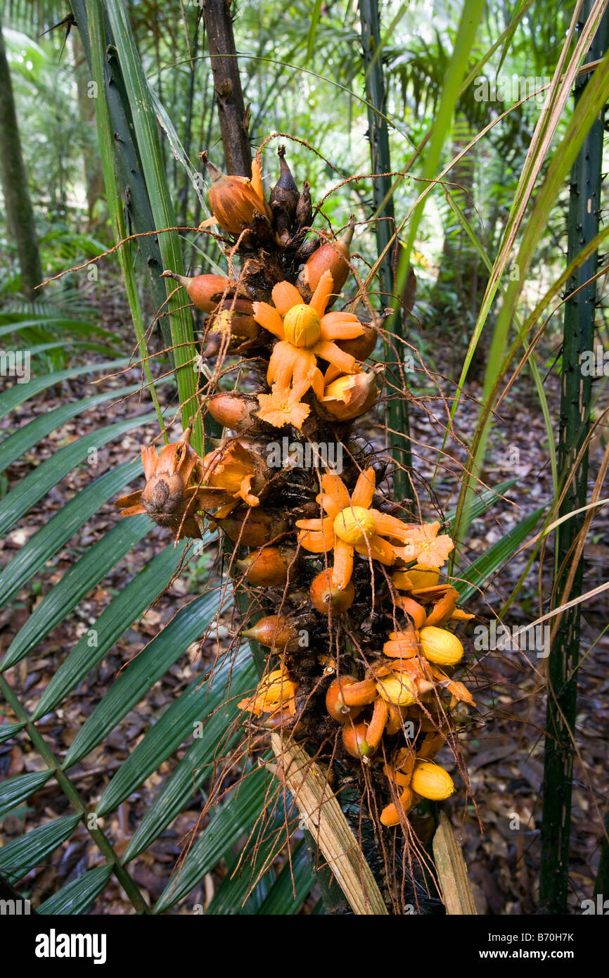 Suriname, Brownsweg, Brownsberg National Park. Flower of kind of palm tree. Stock Photo