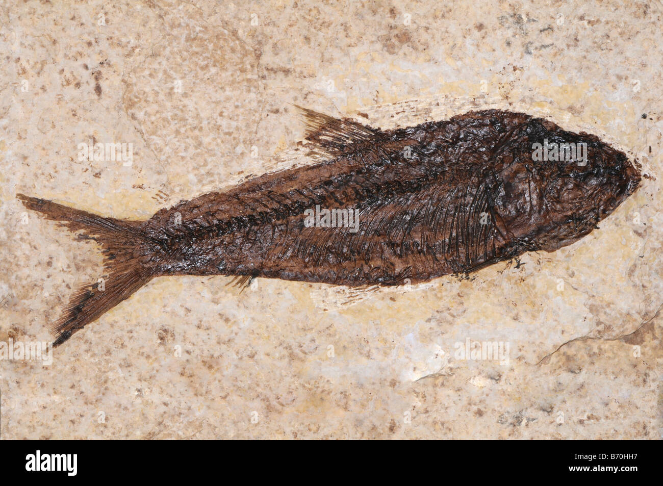 extinct fossil fish from Wyoming Green River formation Stock Photo