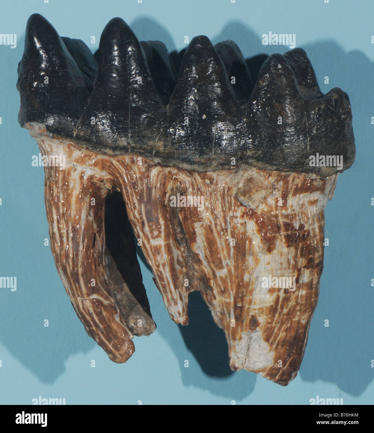 Fossil mastadon tooth from the Pleistocene era Mastodons are members of the extinct genus Mammut of the order Proboscidea Stock Photo