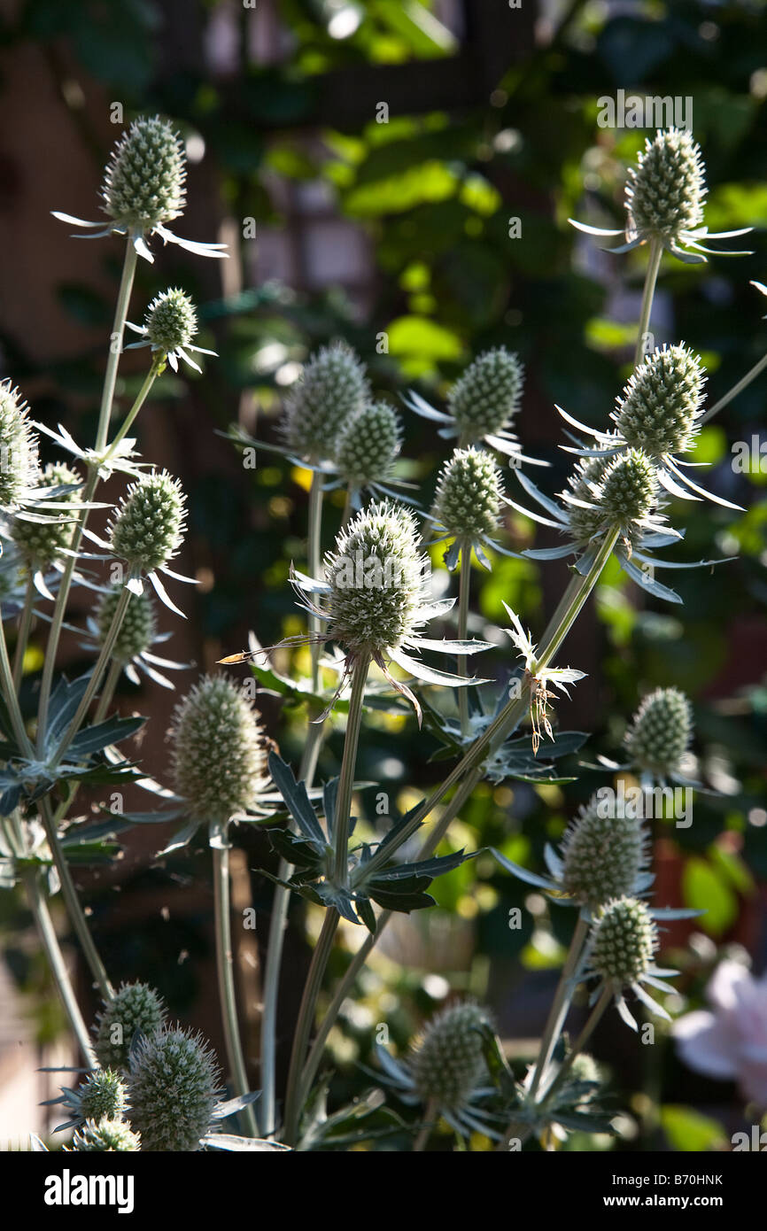 eryngium planum silverstone Stock Photo Alamy