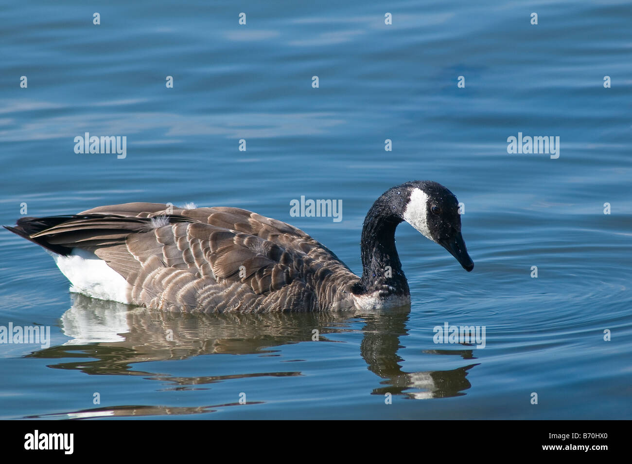 Canadian Goose in Lake Ontario, Oakville Ontario Canada Stock Photo - Alamy