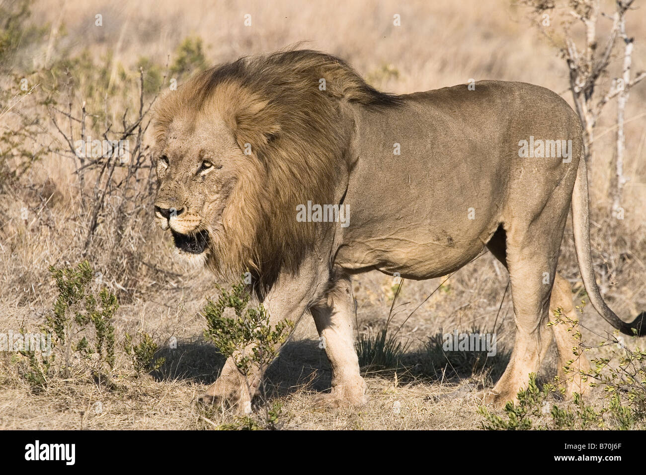 A lion Panthera leo Stock Photo - Alamy