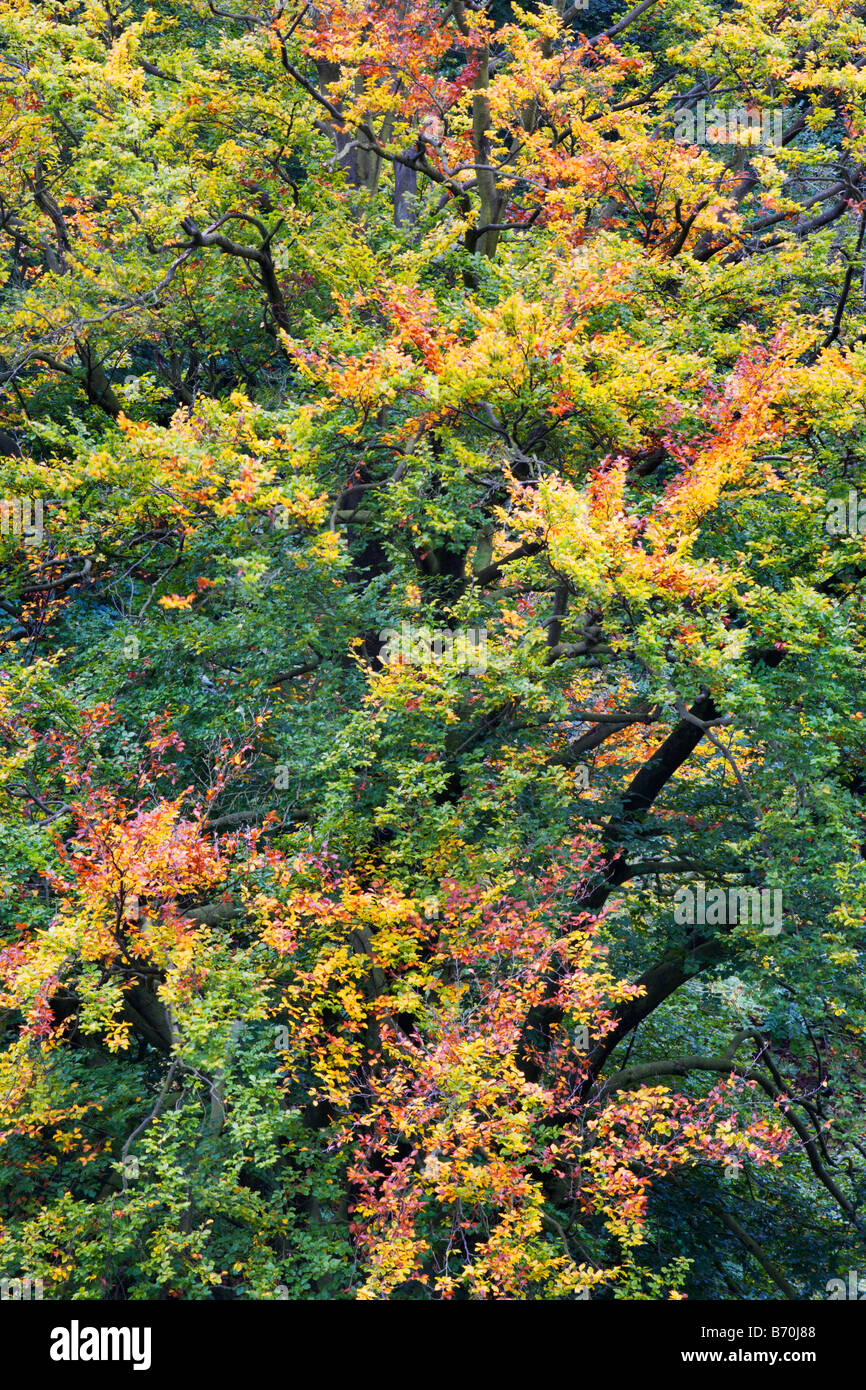 Autumnal Trees in Grass Wood Grassington Yorkshire England Stock Photo