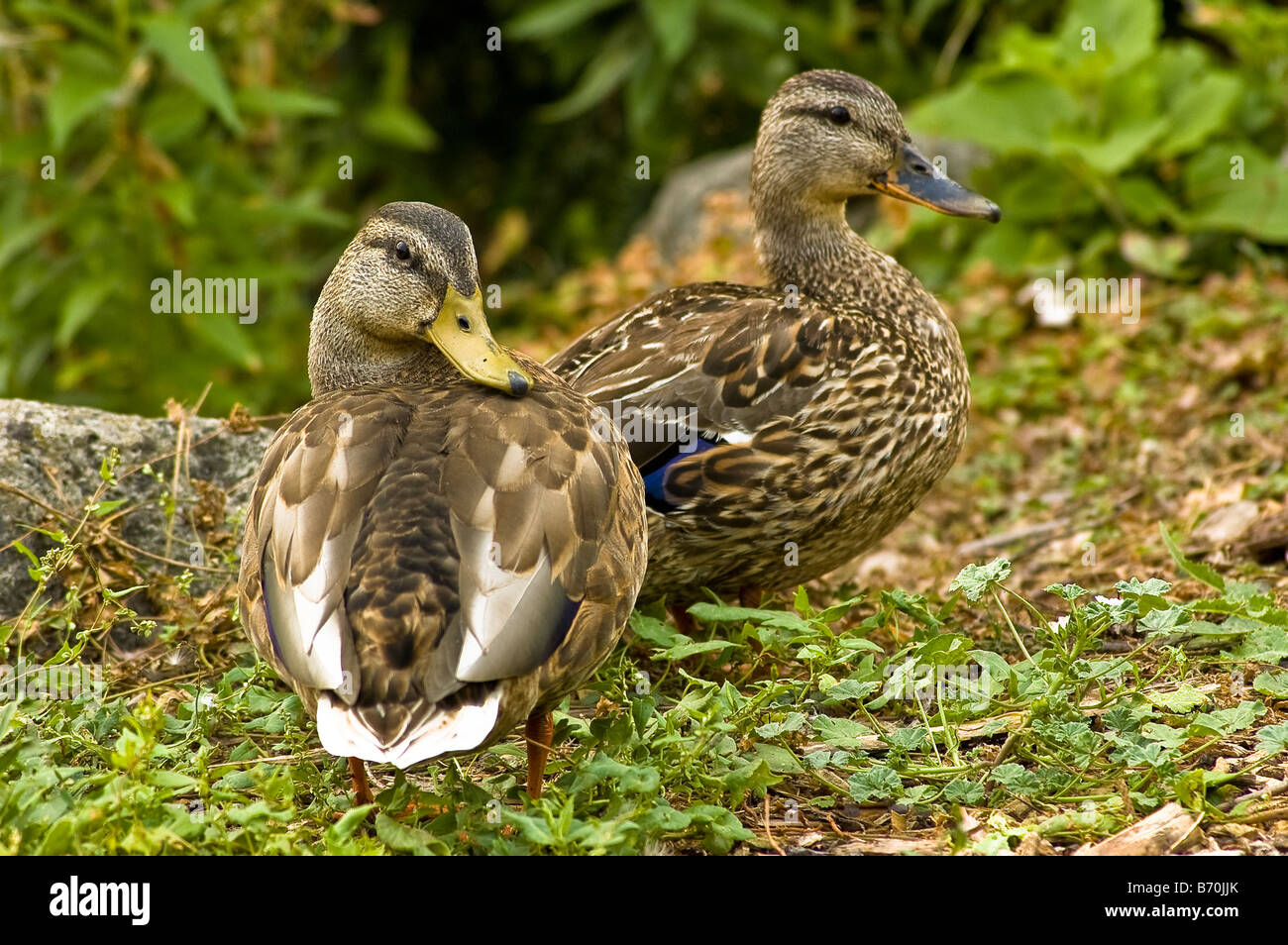 Two female mallard ducks near a pond at Gairloch Gardens in Oakville Ontario Stock Photo