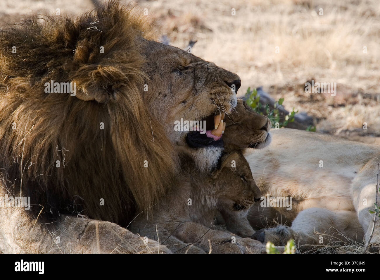 A lion with cubs Panthera leo Stock Photo - Alamy