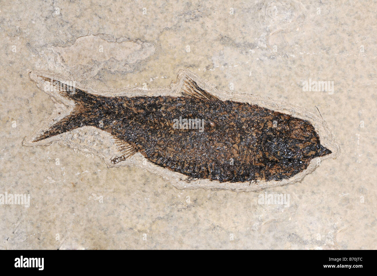 extinct fossil fish from Wyoming Green River formation Stock Photo