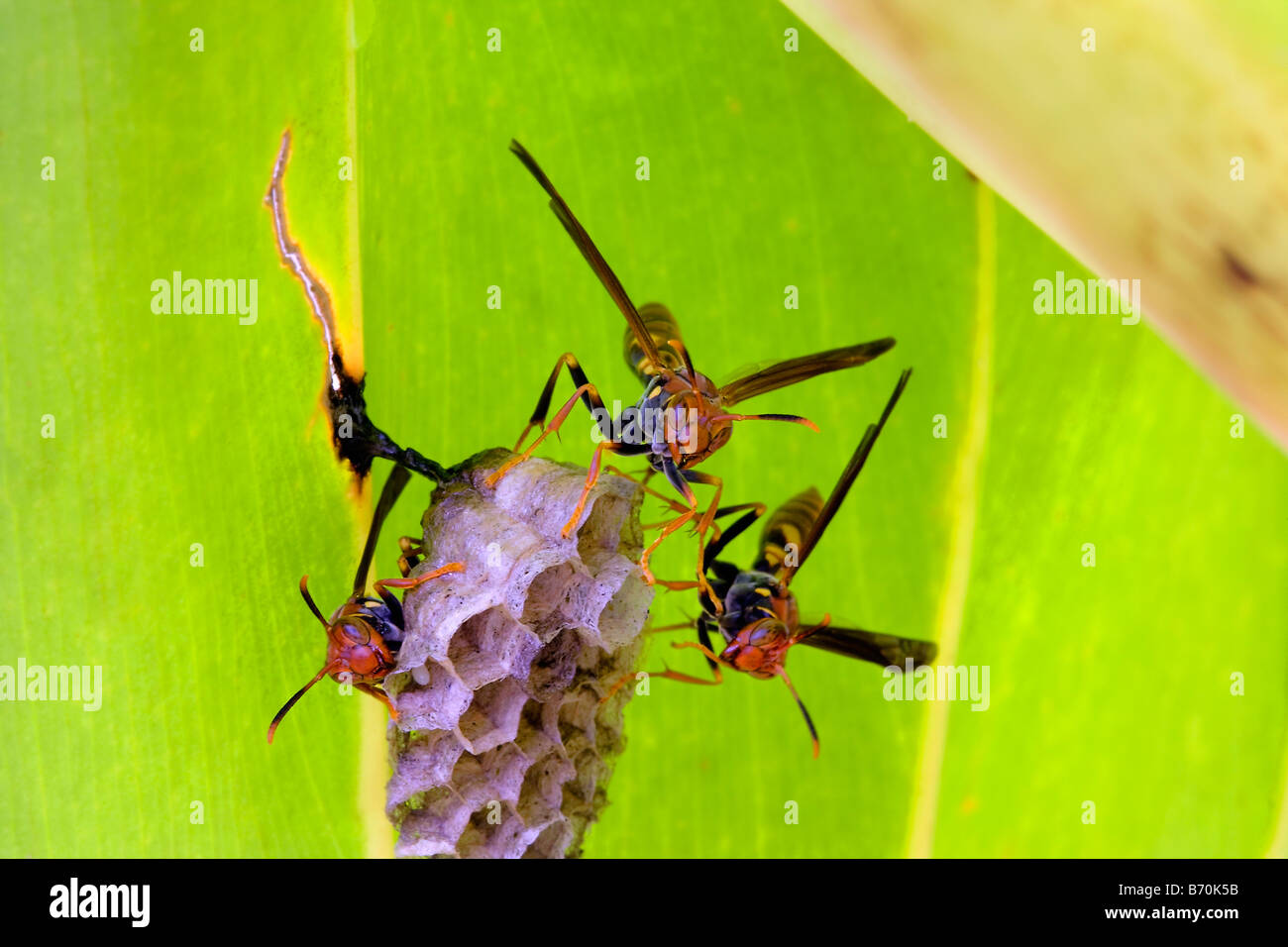 Suriname, Brownsweg, Brownsberg National Park. Kind of bee on honeycomb. Stock Photo