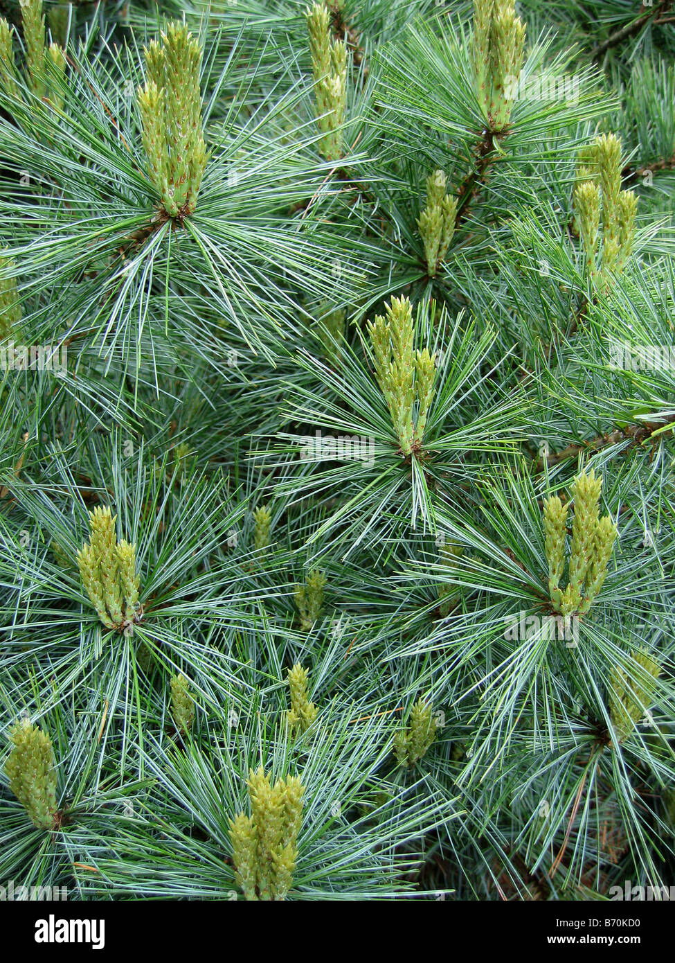 Eastern white pine (pinus strobus) foliage and candles Stock Photo