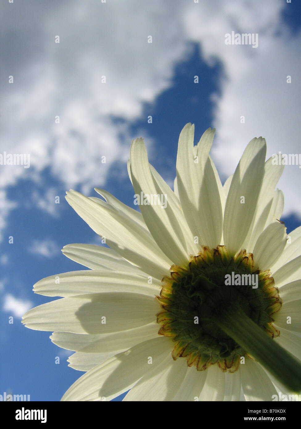 A shasta daisy shot against a blue sky from below Stock Photo