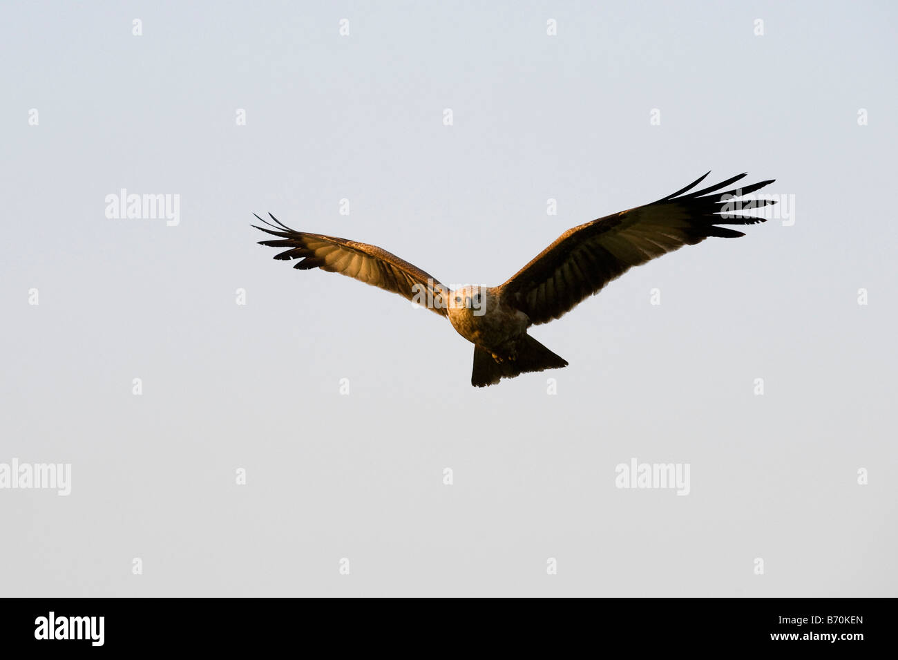 Haliastur indus. Young Brahminy Kite flying against a blue sky in the Indian countryside. Andhra Pradesh, India Stock Photo