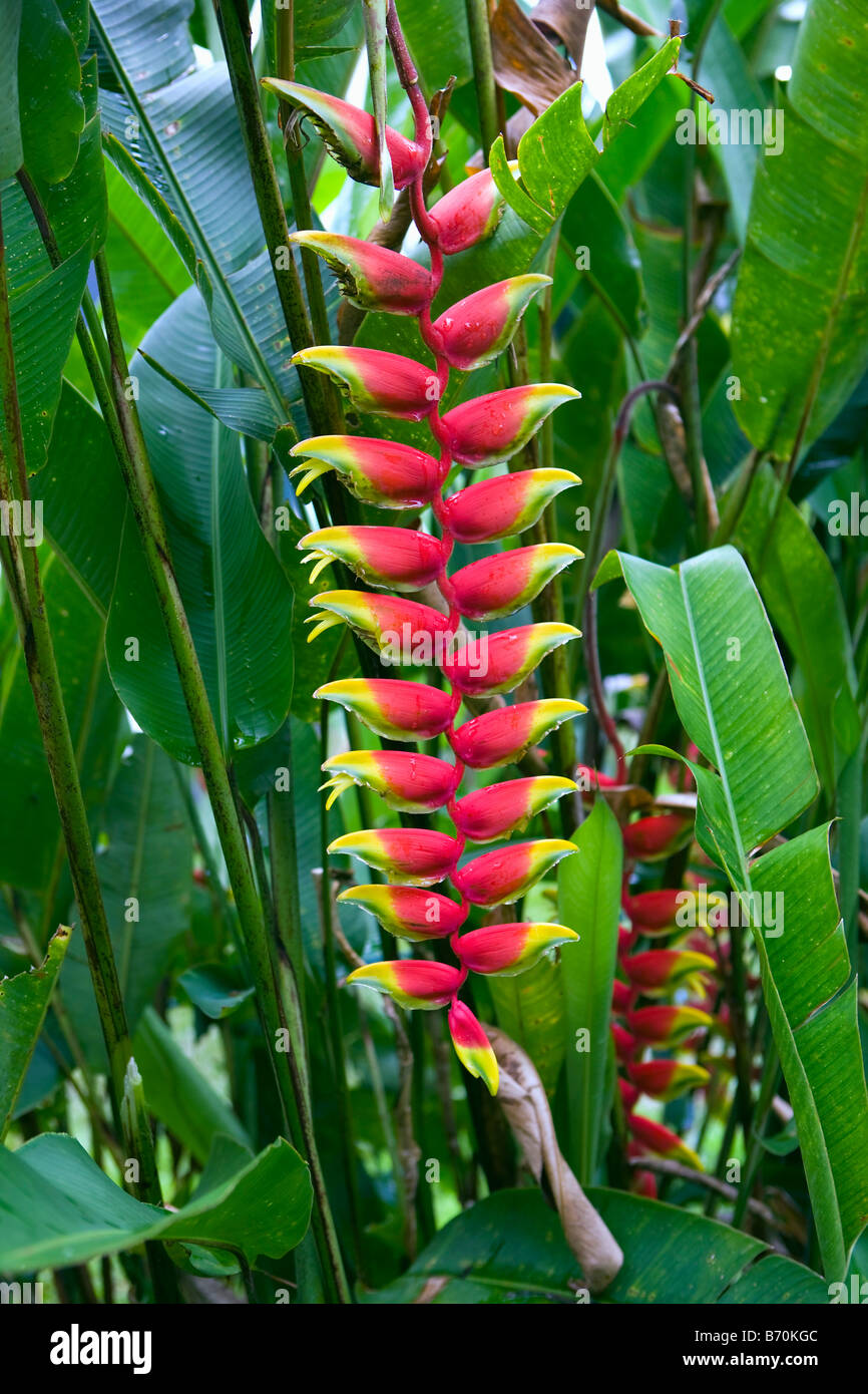 Suriname, Paramaribo, Heliconia flower. (Heliconia Rostrata). Stock Photo