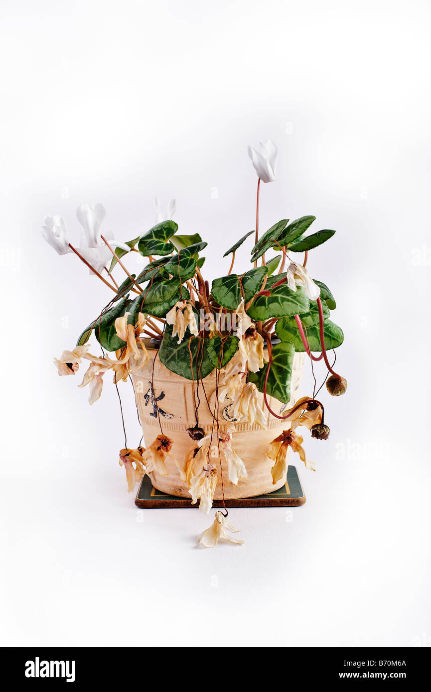 wilted flowers in plant pot Stock Photo Alamy