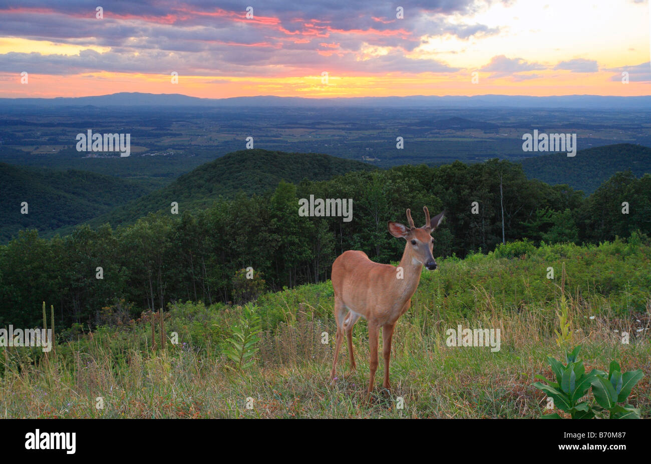 Deer at Sunset, Turk Mountain, Shenandoah National Park, Virginia, USA Stock Photo