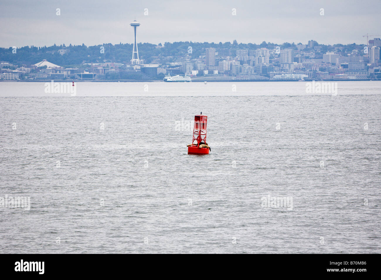 Sea lions on red channel marker buoy in Elliot Bay off the Seattle, Washington coast Stock Photo