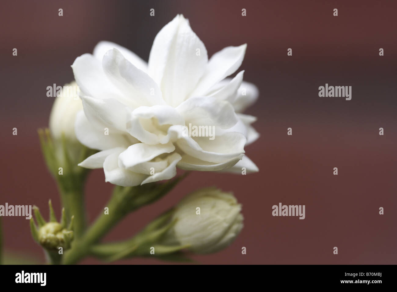 Sampaguita Flower Close up Image (Philippines National Flower, Jasminum
