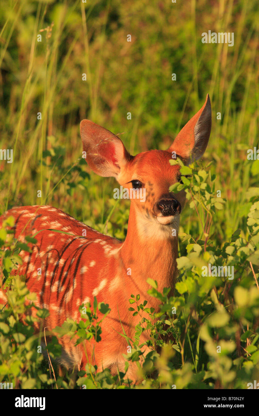 White Tail Fawn in Shenandoah National Park, Virginia, USA Stock Photo